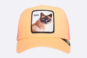 Goorin Bross Cap Cool Cat Apricot
